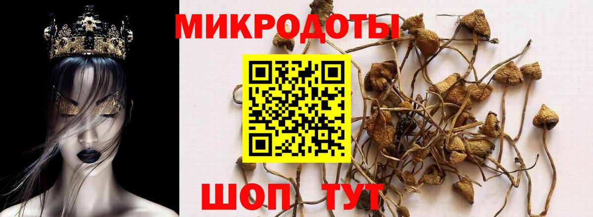 Псилоцибиновые грибы MAGIC MUSHROOMS  Галлюциногенные грибы Psilocybine cubensis  Ставрополь 